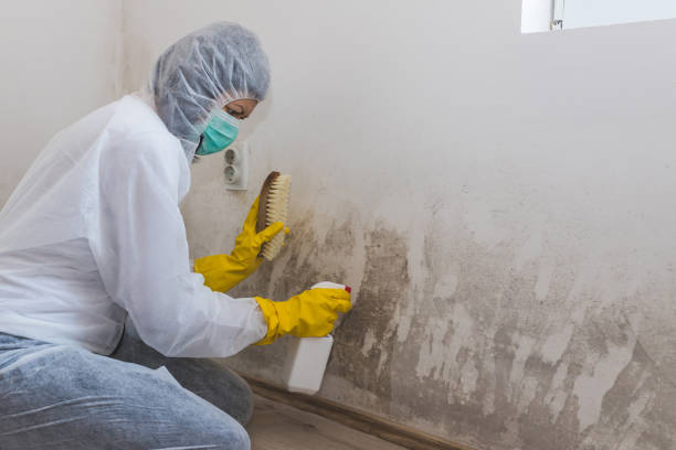 Best DIY Mold Remediation Support Services in Leavittsburg, OH