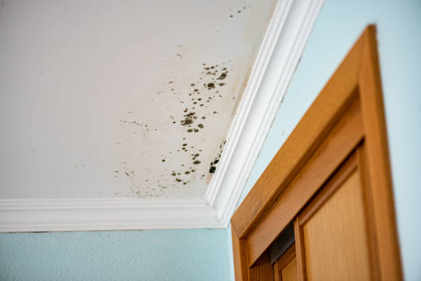 Best Commercial Mold Remediation in Leavittsburg, OH