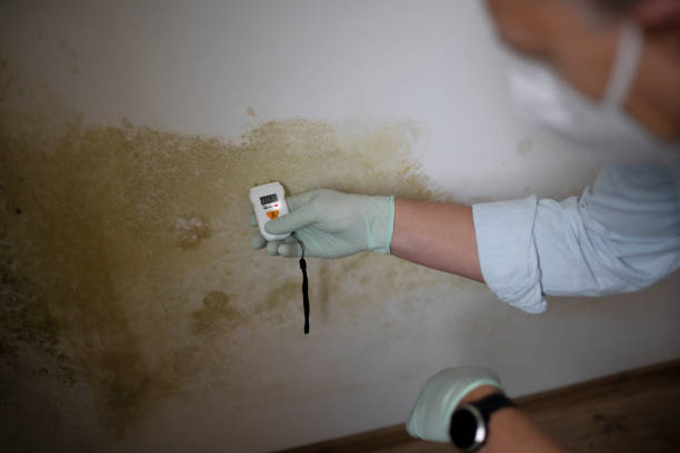 Best Attic Mold Remediation in Leavittsburg, OH