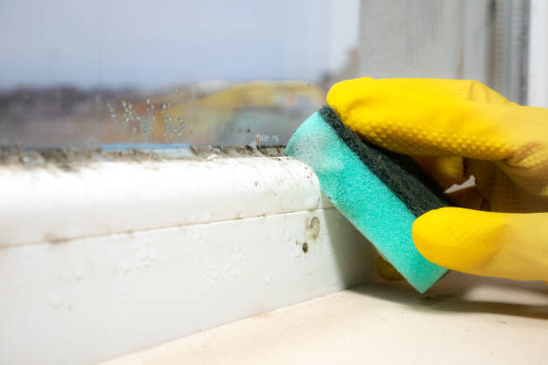 Trusted Leavittsburg, OH Mold Remediation Experts